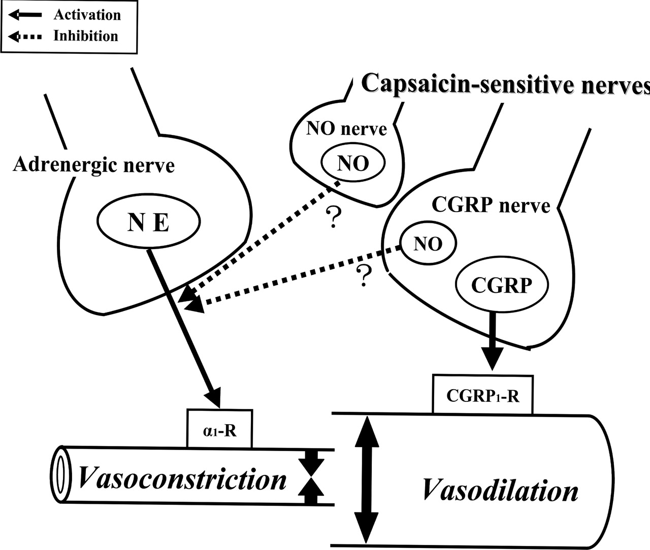 Adrenergic Neurotransmission