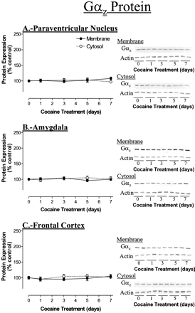 short-term cocaine treatment causes neuroadaptive