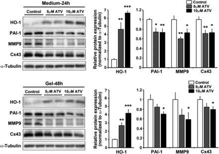 atorvastatin-loaded hydrogel affects the smooth musc