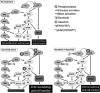 Activation of Focal Adhesion Kinase and Src Mediates Acquired Sorafenib Resistance in A549 Human Lung Adenocarcinoma Xenografts