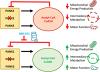 Pantothenate Kinase Activation Restores Brain Coenzyme A in a Mouse Model of Pantothenate Kinase-Associated Neurodegeneration