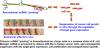 Bioengineering Novel Chimeric microRNA-34a for Prodrug Cancer Therapy: High-Yield Expression and Purification, and Structural and Functional Characterization