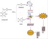 Hybrid of DNA-targeting Chlorambucil with Pt(IV) Species to Reverse Drug Resistance