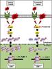 Extracellular Signal–Regulated Kinase 1/2 Regulates Mouse Kidney Injury Molecule-1 Expression Physiologically and Following Ischemic and Septic Renal Injury