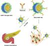 A Polymeric Nanogel-Based Treatment Regimen for Enhanced Efficacy and Sequential Administration of Synergistic Drug Combination in Pancreatic Cancer