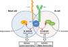 BI 1002494, a Novel Potent and Selective Oral Spleen Tyrosine Kinase Inhibitor, Displays Differential Potency in Human Basophils and B Cells