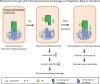 Rapamycin and Starvation Mitigate Indomethacin-Induced Intestinal Damage through Preservation of Lysosomal Vacuolar ATPase Integrity