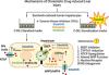 Novel Bile Acid-Dependent Mechanisms of Hepatotoxicity Associated with Tyrosine Kinase Inhibitors