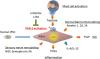 Human Induced Pluripotent Stem Cell–Derived Keratinocyte-Like Cells for Research on Protease-Activated Receptor 2 in Nonhistaminergic Cascades of Atopic Dermatitis 