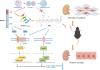 Beclin-1–Derived Peptide MP1 Attenuates Renal Fibrosis by Inhibiting the Wnt/<em>β</em>-Catenin Pathway