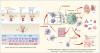 Preclinical Pharmacology Characterization of Sovleplenib (HMPL-523), an Orally Available Syk Inhibitor