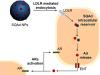 Squalene-Adenosine Nanoparticles: Ligands of Adenosine Receptors or Adenosine Prodrug?