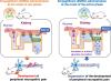 Dosing Time-Dependent Difference in the Suppressive Effect of Empagliflozin on the Development of Mechanical Pain Hypersensitivity in Diabetic Mice