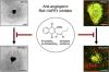 Ref-1/APE1 Inhibition with Novel Small Molecules Blocks Ocular Neovascularization