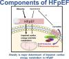 Obesity Is a Major Determinant of Impaired Cardiac Energy Metabolism in Heart Failure with Preserved Ejection Fraction