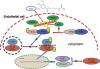 eNOS-Nitric Oxide System Contributes to a Novel Antiatherogenic Effect of Leonurine via Inflammation Inhibition and Plaque Stabilization