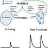 Modafinil Activates Phasic Dopamine Signaling in Dorsal and Ventral Striata