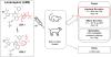 Lenacapavir Exhibits Atropisomerism—Mechanistic Pharmacokinetics and Disposition Studies of Lenacapavir Reveal Intestinal Excretion as a Major Clearance Pathway