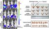 LG308, a Novel Synthetic Compound with Antimicrotubule Activity in Prostate Cancer Cells, Exerts Effective Antitumor Activity