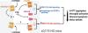 Metabotropic Glutamate Receptor 2/3 Activation Improves Motor Performance and Reduces Pathology in Heterozygous zQ175 Huntington Disease Mice